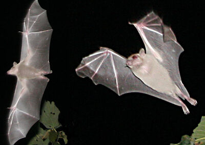 Bats