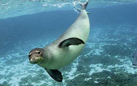 Foca-Monje.jpg