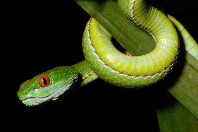 Vibora verde de ojos de rubi