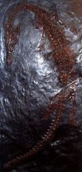 Askeptosaurus fossile