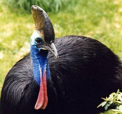 Casuarius4