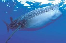 Tiburon ballena.jpg
