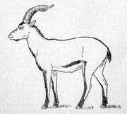 0112080917 cabra montes portuguesa.jpg