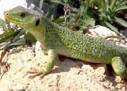 Lagarto1.jpg