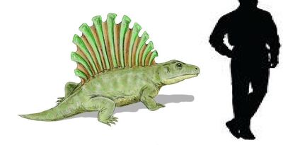 Platyhystrix.jpg