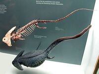 Diplocaulus 1