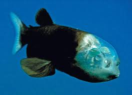 Pez ojos de barril
