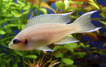 Neolamprologus-brichardi.jpg