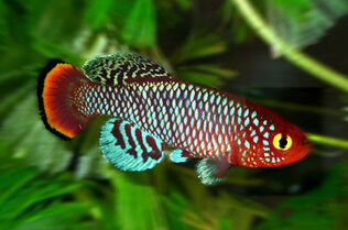 Nothobranchius-rachovii.jpg