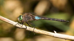 DarnerDragonflyIRL