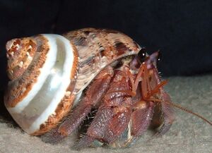 HermitCrabIRL