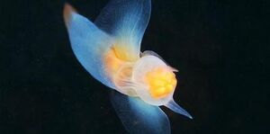 SeaButterflyIRL