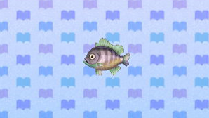 File:Bluegill.png
