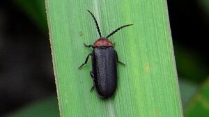 FireflyIRL