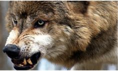 File:Feyre's Wolf.jpg