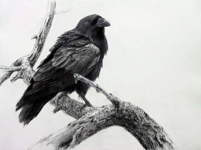 File:Raven.jpg