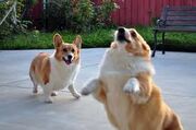 CORGIS