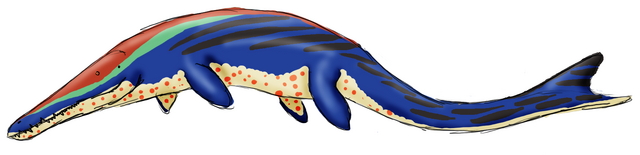 File:Metriorynchus.png