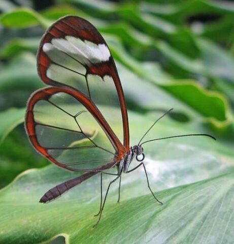 File:Transparent-animals-06.jpg