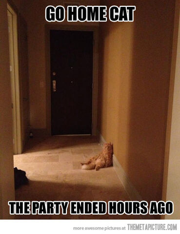File:Funny-cat-sitting-floor-alone-party.jpg