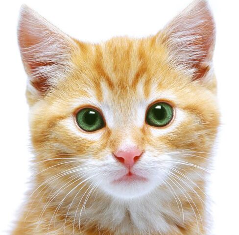 File:Meow.jpg