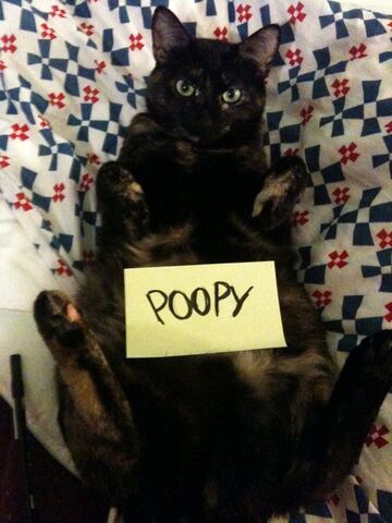 File:Pancake.jpeg
