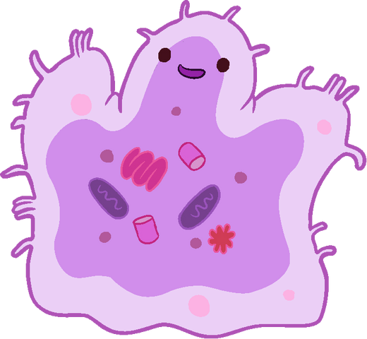 File:Amoeba.png
