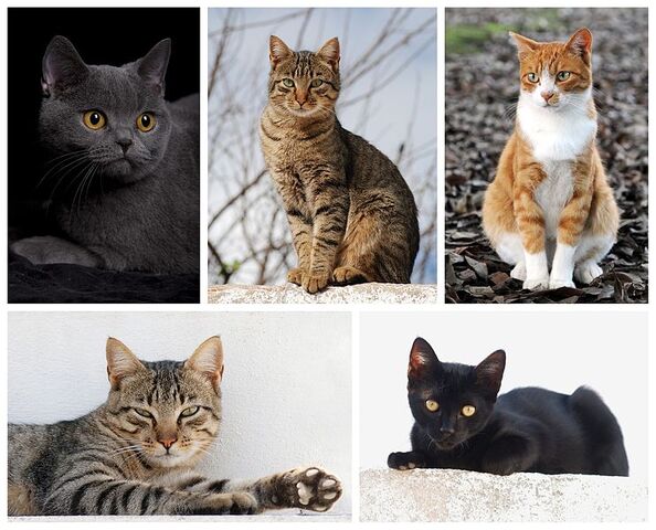 File:742px-Cat poster 2.jpg