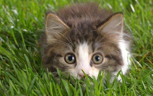 File:Cute-Kitten-kittens-16096139-1280-800.jpg