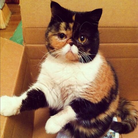 File:Cat1.jpg