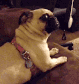 Funny-gif-dog-pug-reaction