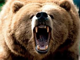 BEARmad