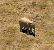 AoE2 elephant