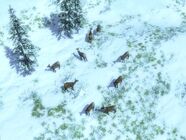 Musk Deer