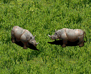 AOE2Rhinoceros
