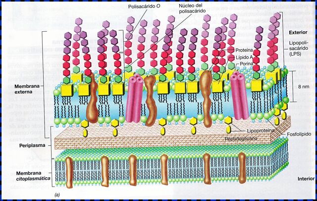 Arquivo:Bacterias-G-.jpg