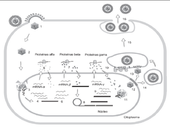 Herpesvirus