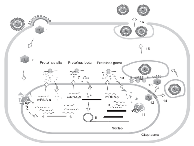 Arquivo:Herpesvirus.png
