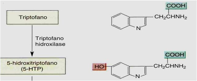 Arquivo:Serotonina - triptofano hidroxilase.jpg