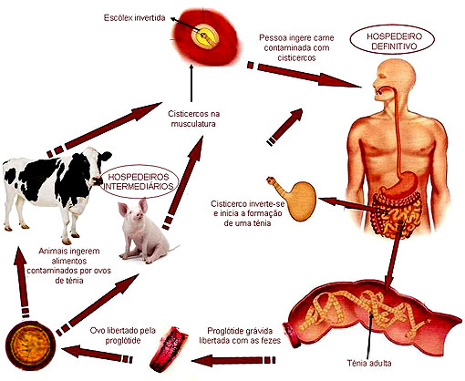 Ciclo-biologico-tenia.jpg