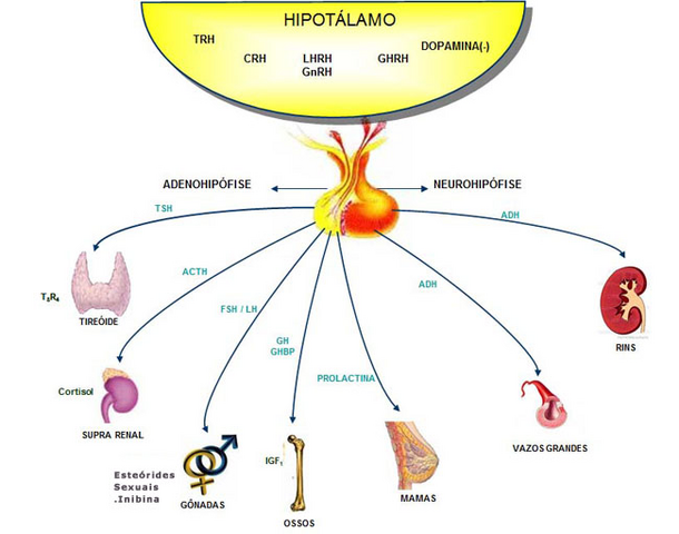 Arquivo:Endocrino.png