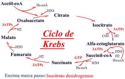 Ciclo-de-krebs.gif