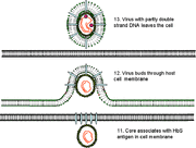Hep-b3.gif