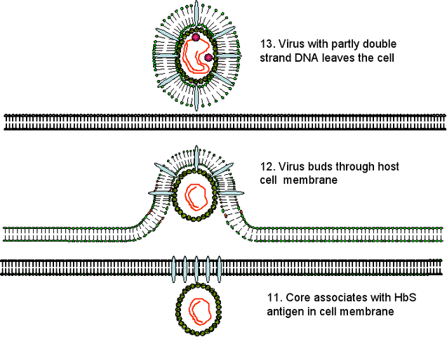 Arquivo:Hep-b3.gif