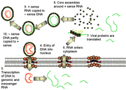 Hep-b2.gif