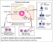 Virus-de-epstein-barr-8.jpg