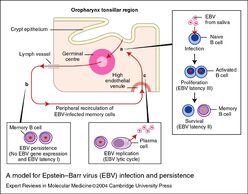 Virus-de-epstein-barr-8.jpg