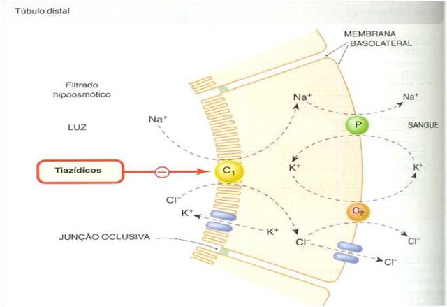 Arquivo:Imagem1.emf.jpg