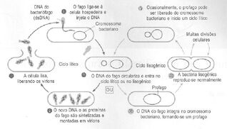 Ciclos.jpg