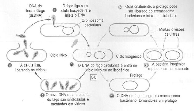 Arquivo:Ciclos.jpg